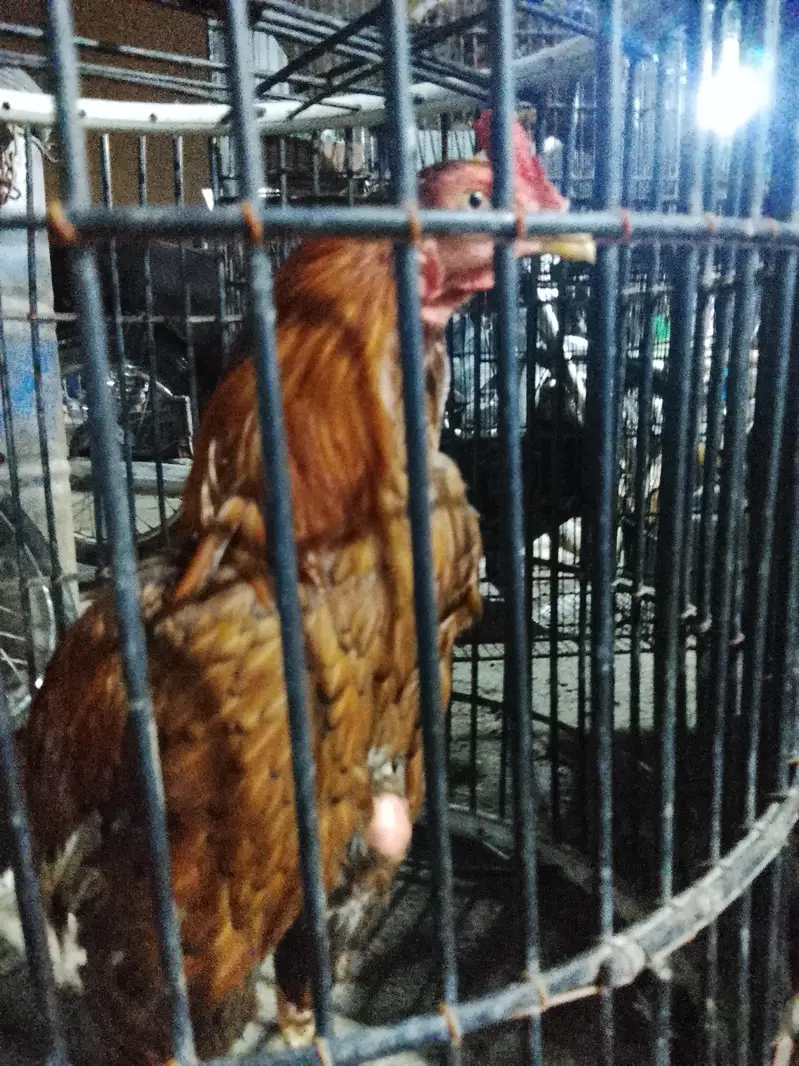 aseel murga hai — photo 6
