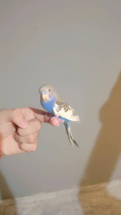 Full Tame Budgie