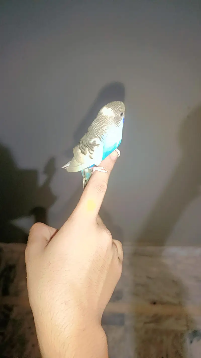 Full Tame Budgie — photo 2