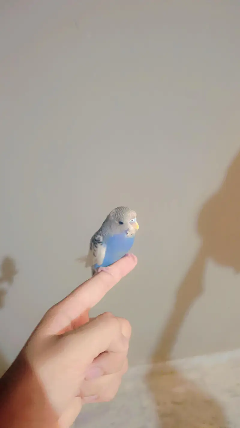 Full Tame Budgie — photo 3