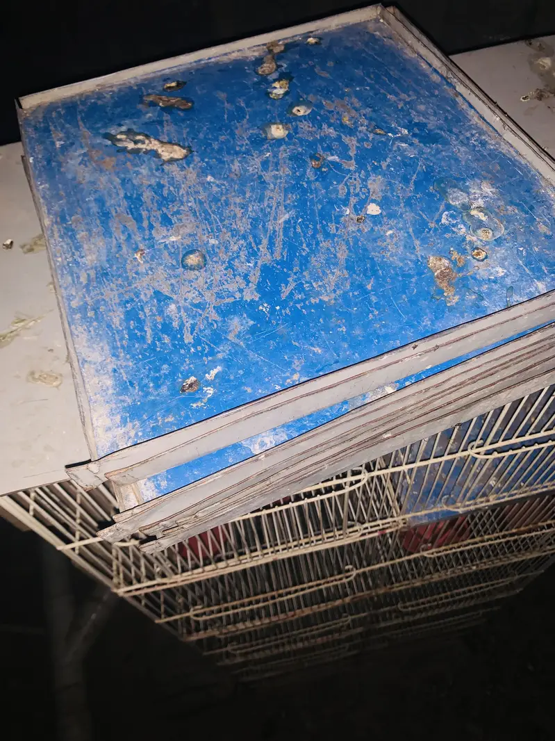 Parrot Cage — photo 2