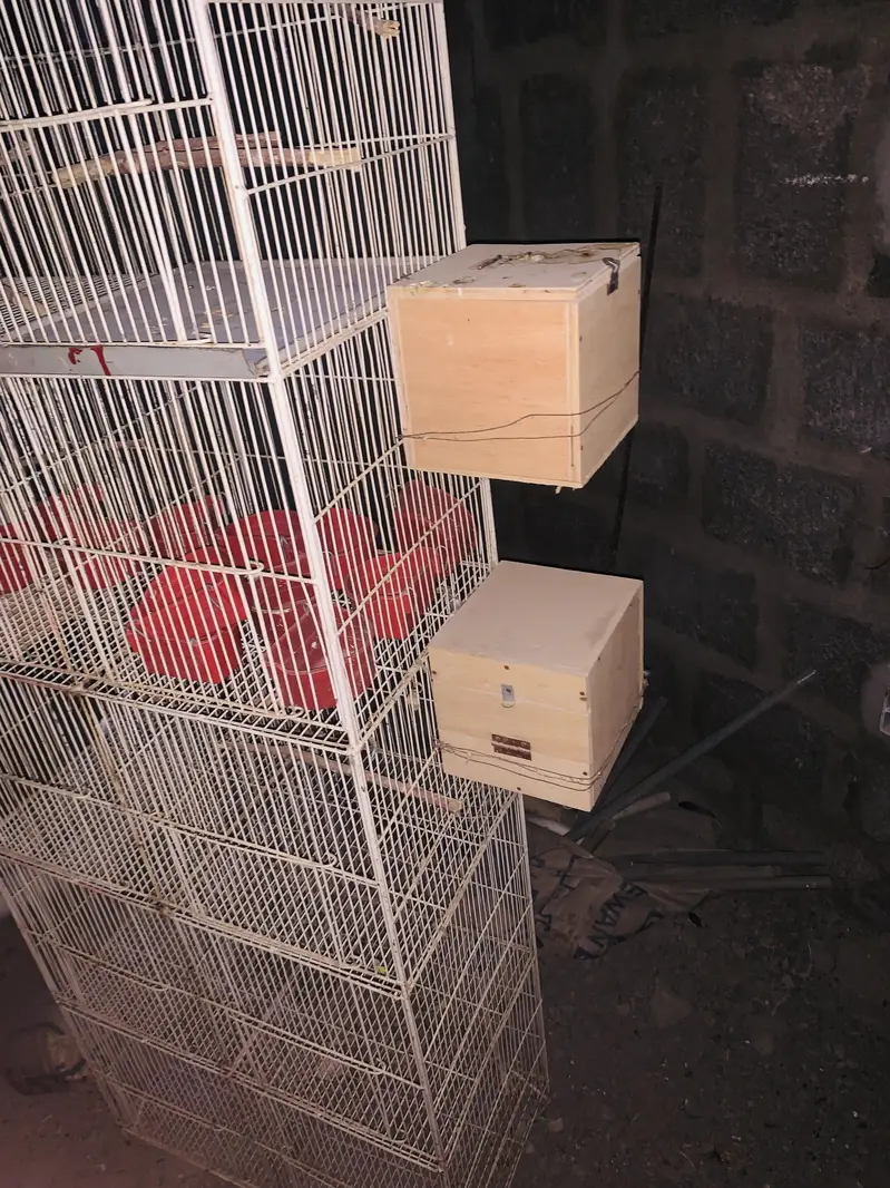 Parrot Cage — photo 5