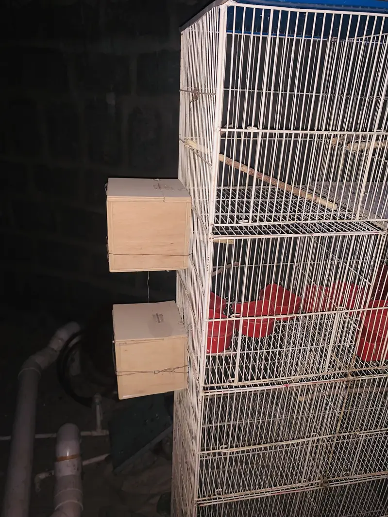 Parrot Cage — photo 7