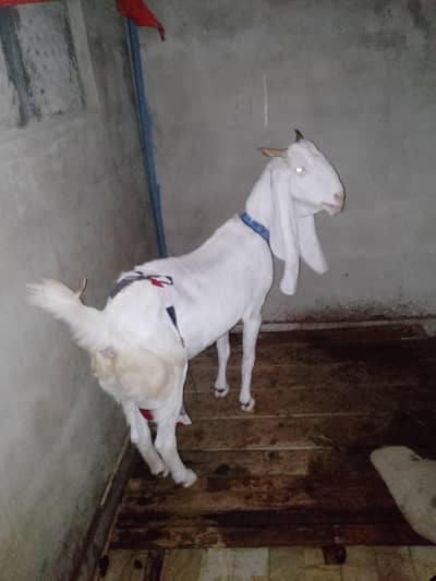 ghulabi bakri hai 2 months ki Cross ha
