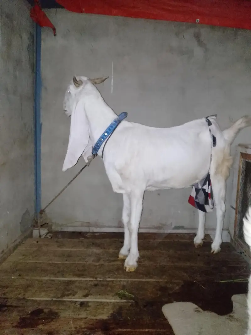 ghulabi bakri hai 2 months ki Cross ha — photo 2