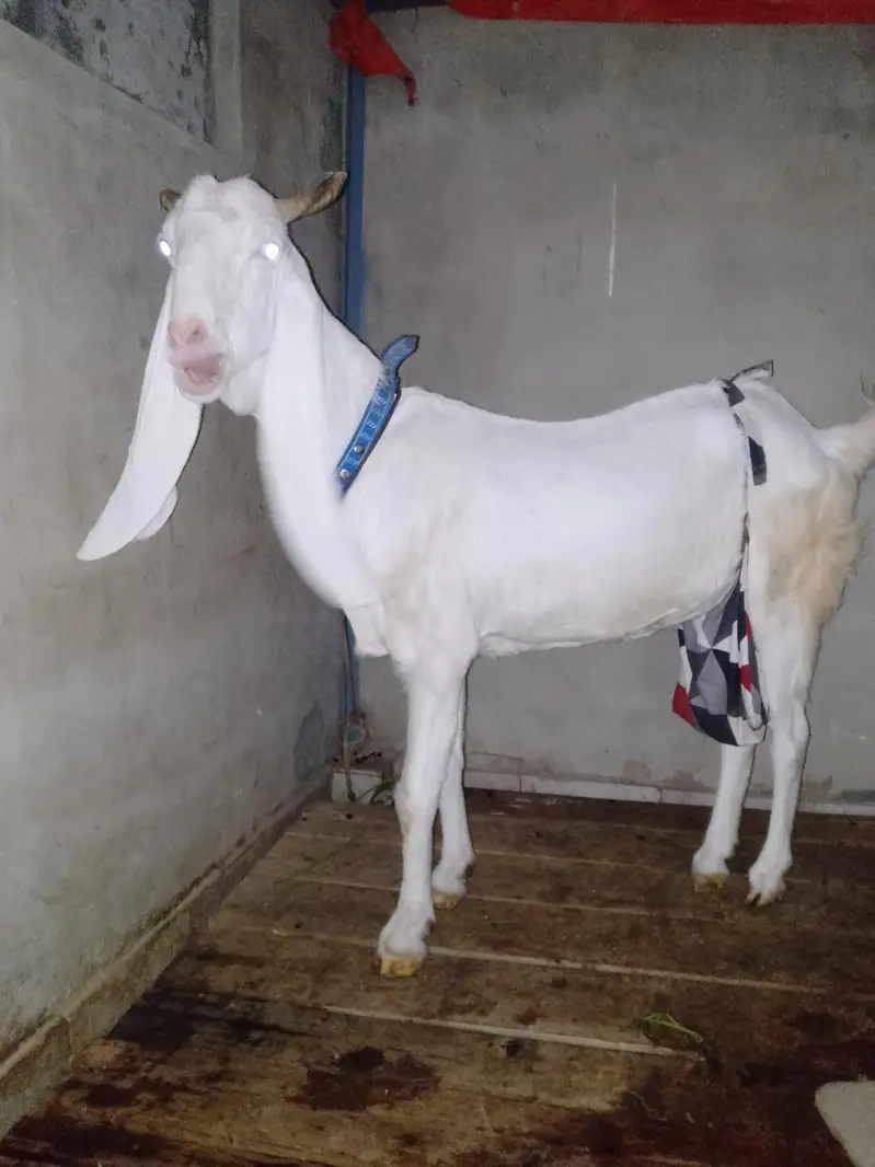 ghulabi bakri hai 2 months ki Cross ha — photo 3