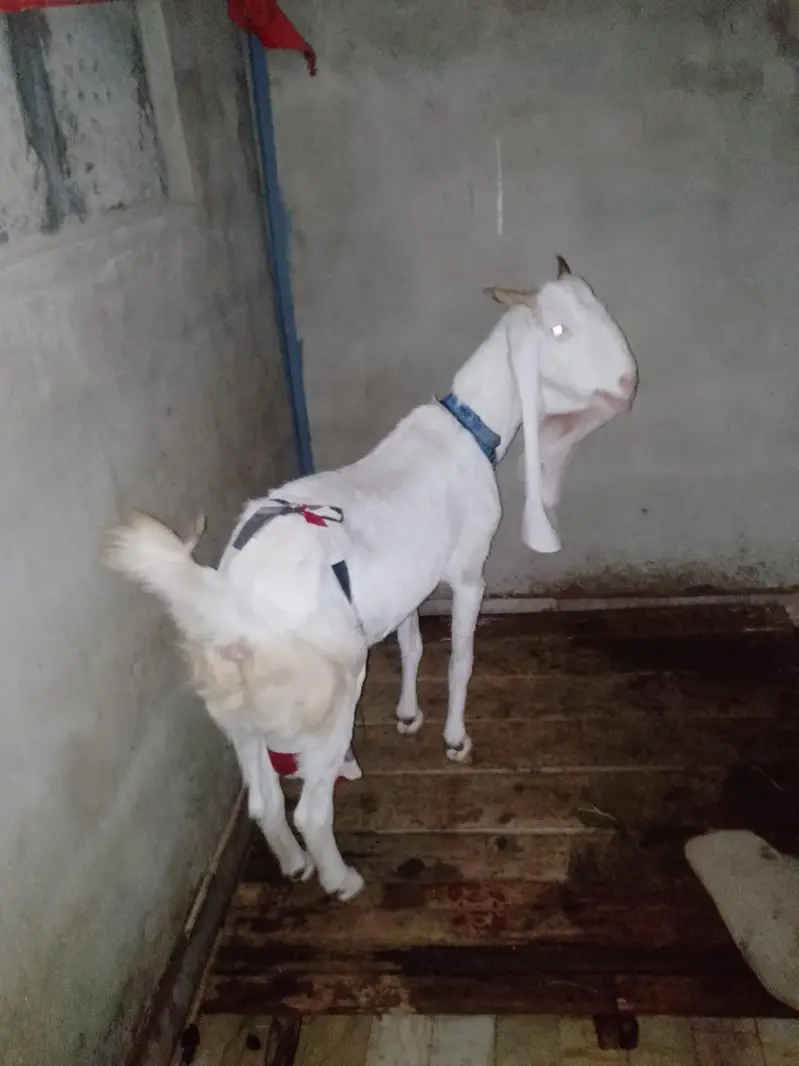 ghulabi bakri hai 2 months ki Cross ha — photo 4