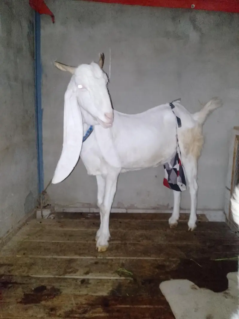 ghulabi bakri hai 2 months ki Cross ha — photo 5