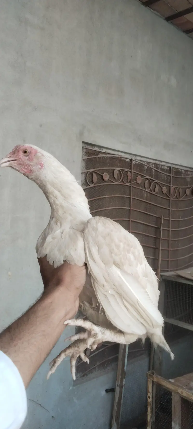 herra aseel murga m Halka boski h full quality m h — photo 3