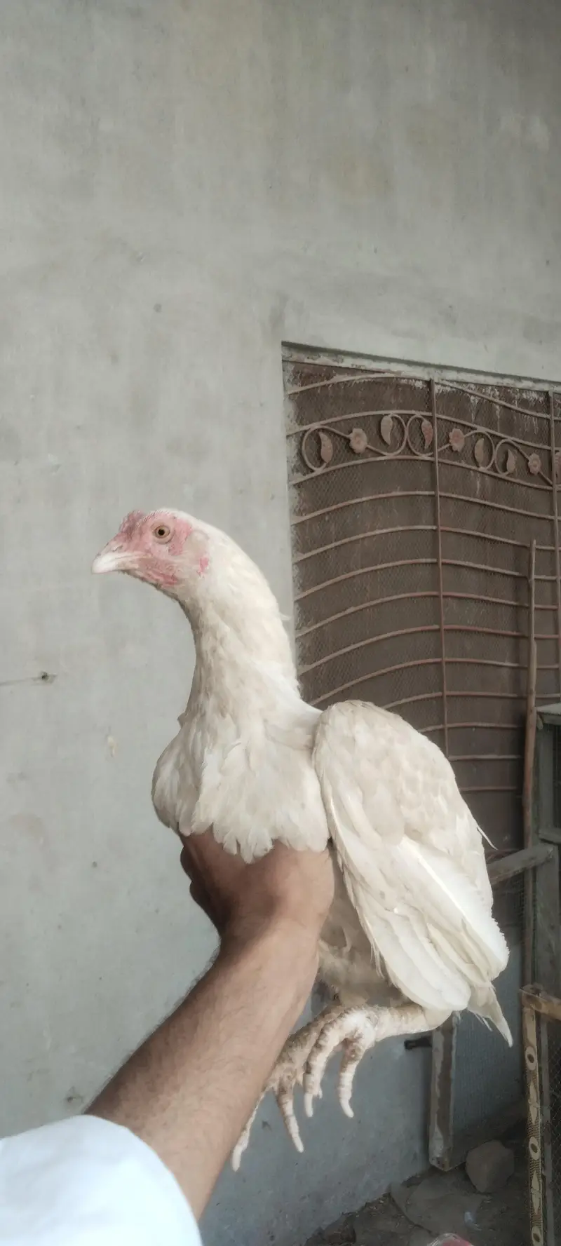 herra aseel murga m Halka boski h full quality m h — photo 4