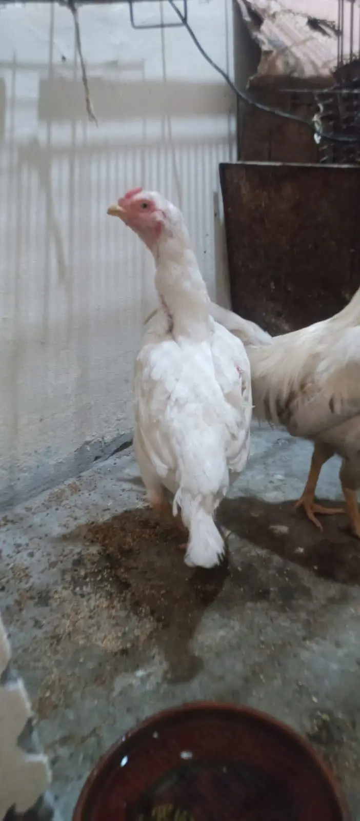 Hera male hen — photo 9