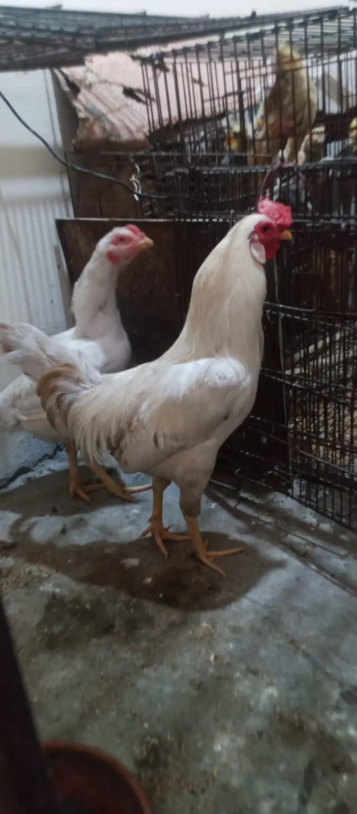 Hera male hen — photo 10
