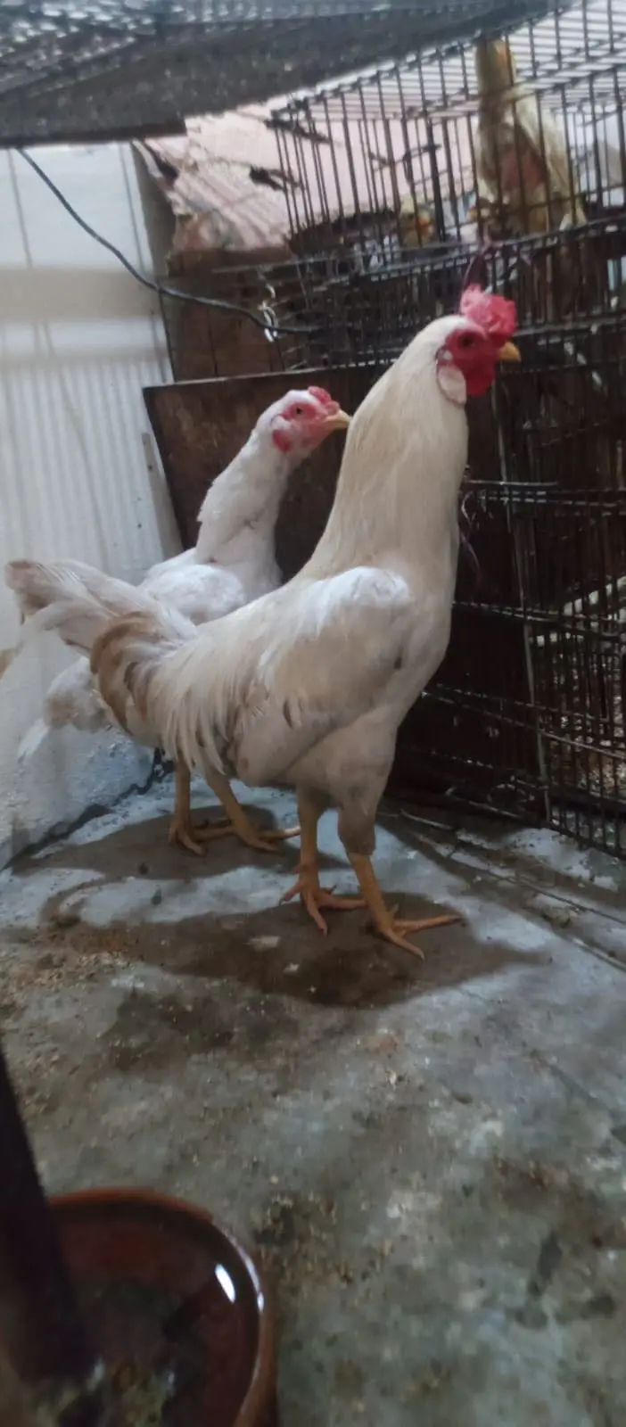 Hera male hen — photo 11