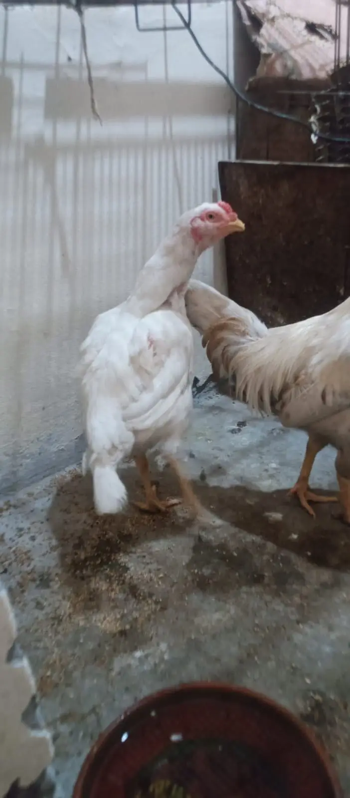 Hera male hen — photo 12