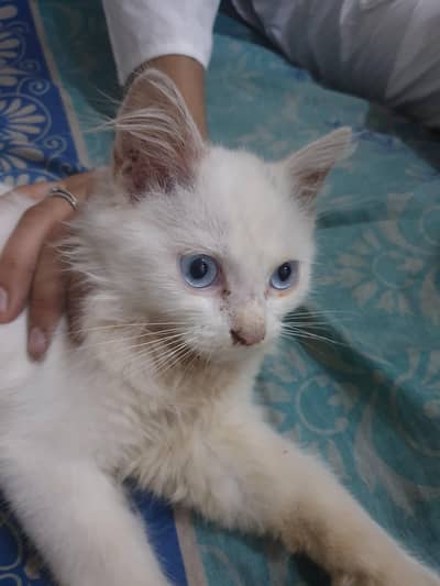 Persian cat blue eyes triple coated