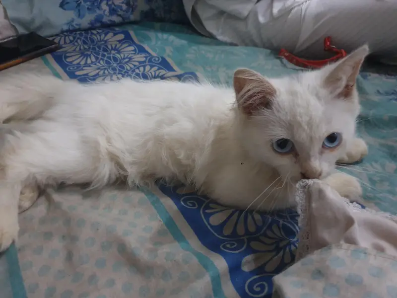 Persian cat blue eyes triple coated — photo 2