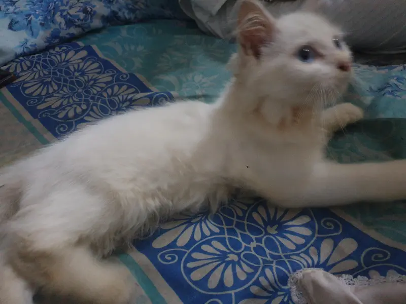 Persian cat blue eyes triple coated — photo 3