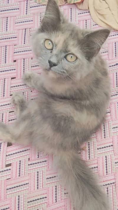 Persian male kitten