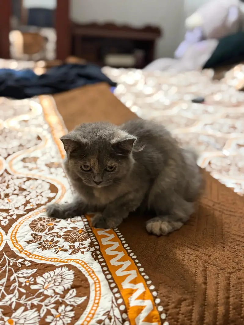 Persian male kitten — photo 2