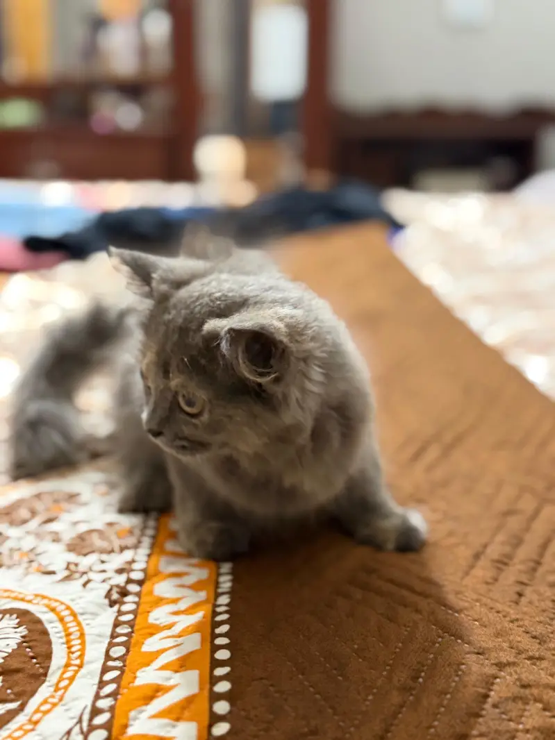 Persian male kitten — photo 3
