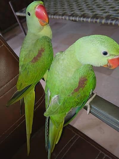 Handtame Raw parrot bohat friendly