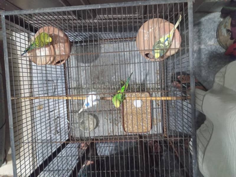 budgeis 1