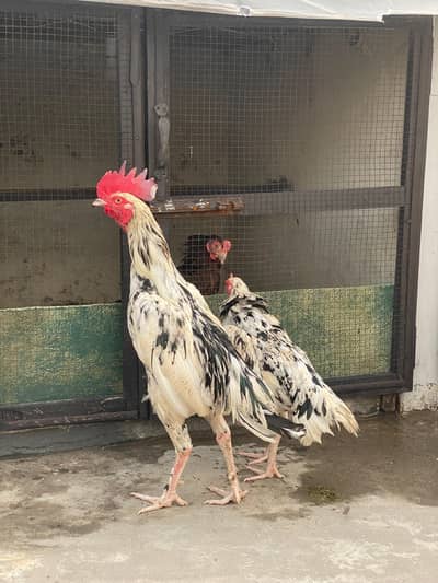 bangum high quality pair 03287785524