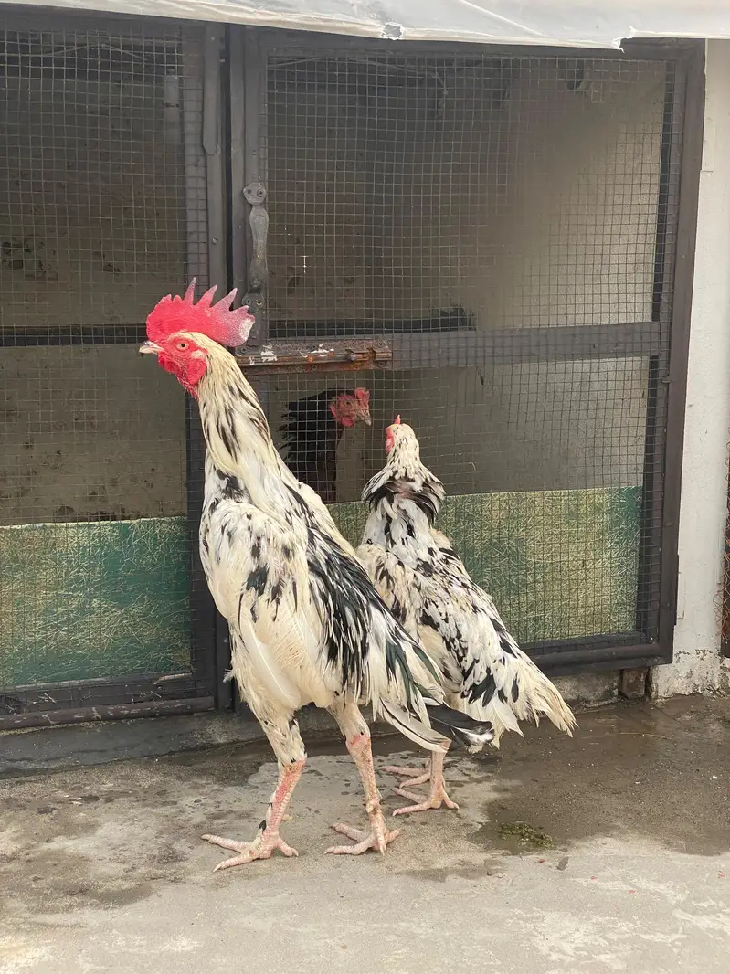 bangum high quality pair 03287785524 — photo 2