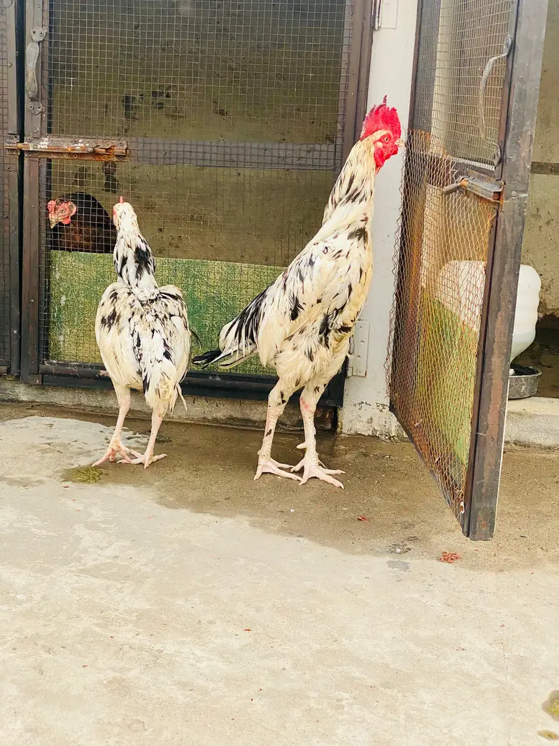 bangum high quality pair 03287785524 — photo 3