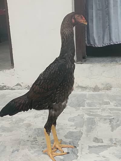 Pure Shamo Aseel Hen for Sale in Gujranwala