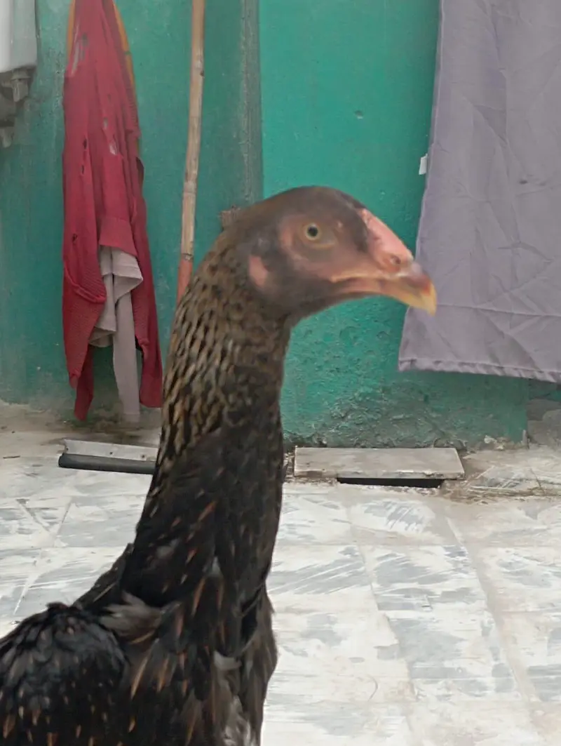 Pure Shamo Aseel Hen for Sale in Gujranwala — photo 2