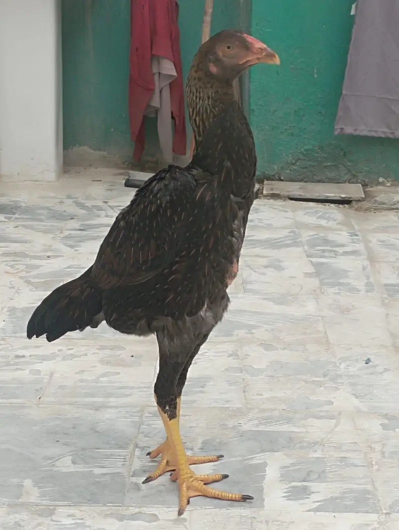 Pure Shamo Aseel Hen for Sale in Gujranwala — photo 3
