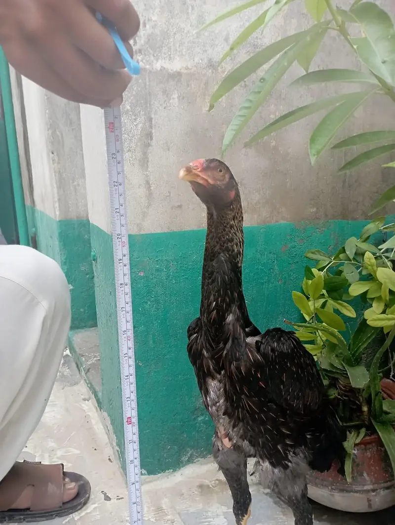 Pure Shamo Aseel Hen for Sale in Gujranwala — photo 4
