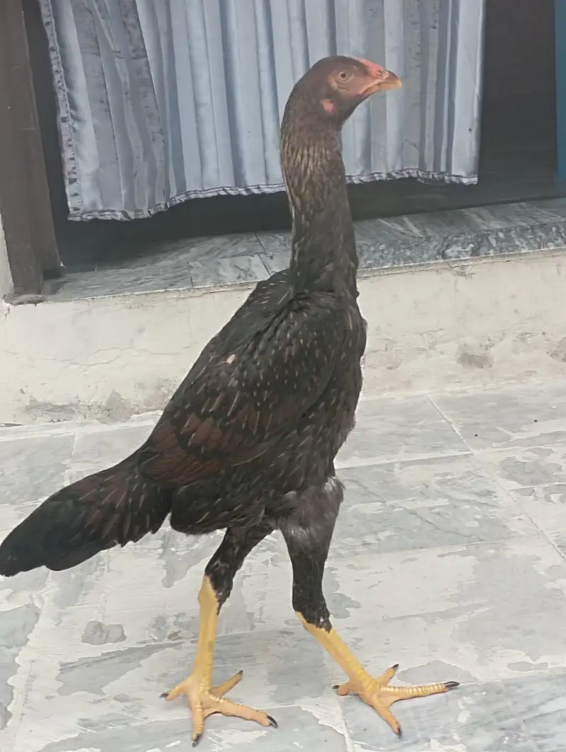 Pure Shamo Aseel Hen for Sale in Gujranwala — photo 5