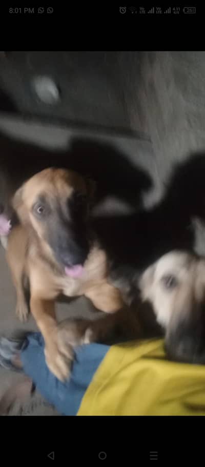 Alsatian bigiyari pair puppy security breed . original Alsatian pair