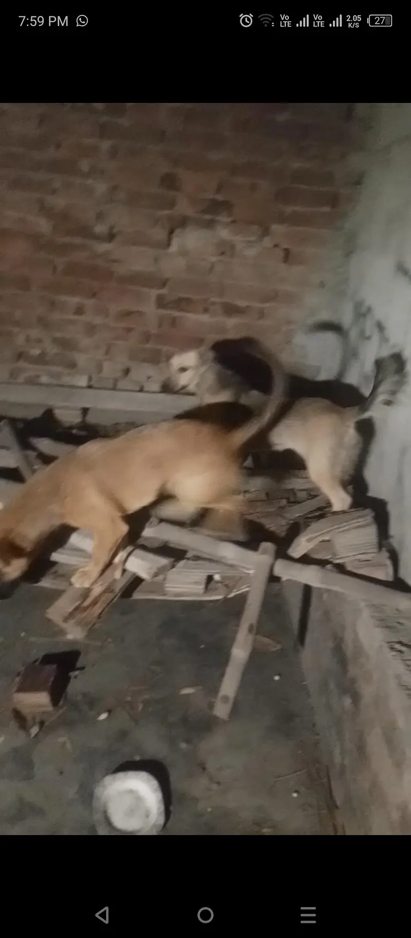 Alsatian bigiyari pair puppy security breed 25hazar pair active breed — photo 3