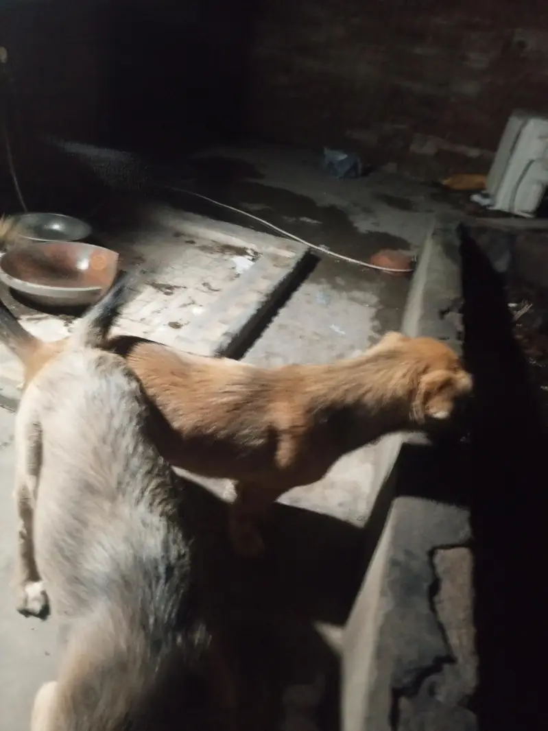 Alsatian bigiyari pair puppy security breed 25hazar pair active breed — photo 5