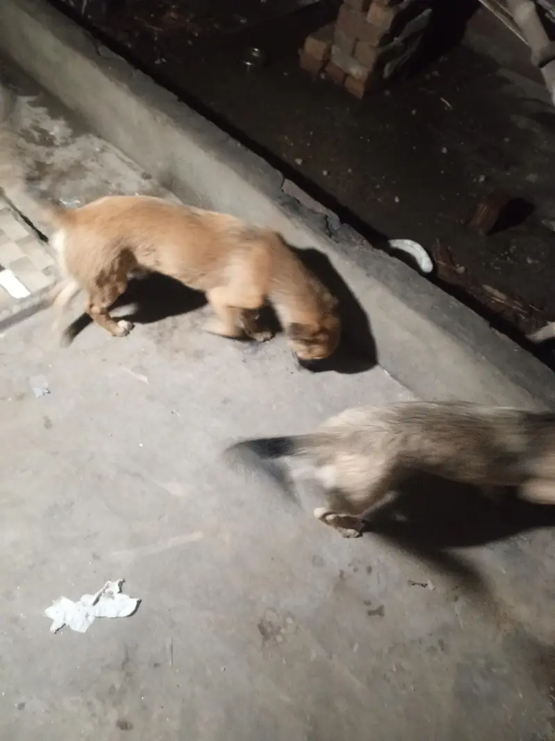 Alsatian bigiyari pair puppy security breed 25hazar pair active breed — photo 7
