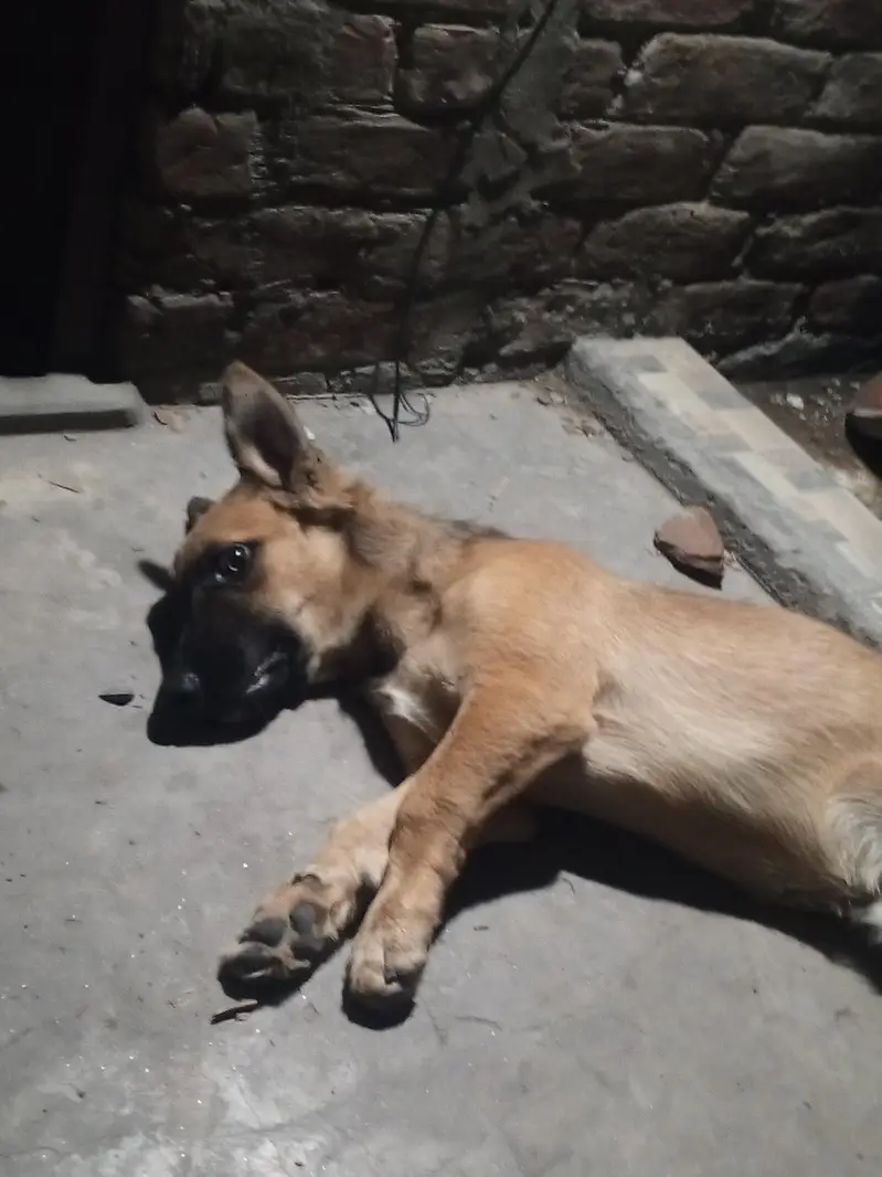 Alsatian bigiyari pair puppy security breed 25hazar pair active breed — photo 11