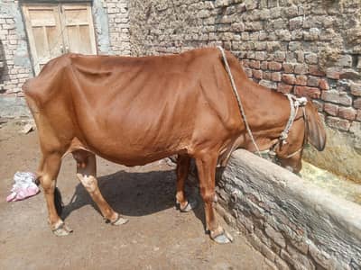 cow bachra & bhans for sale