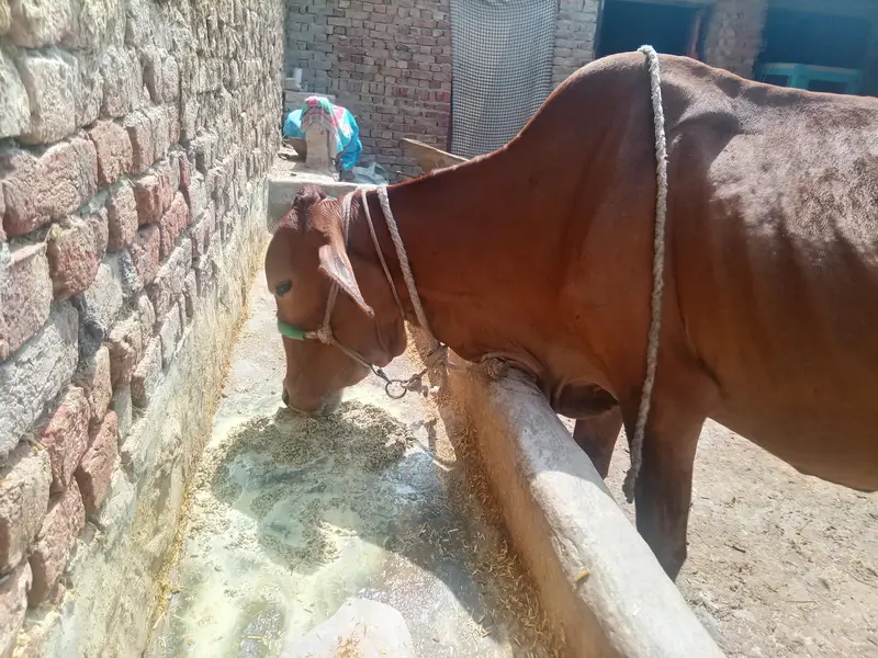 cow bachra & bhans for sale — photo 2