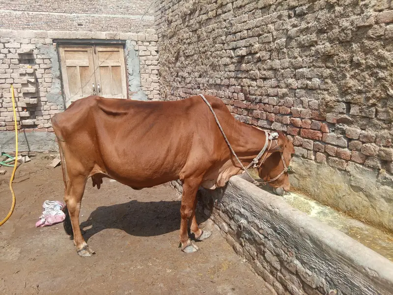 cow bachra & bhans for sale — photo 3