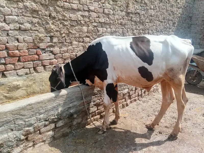 cow bachra & bhans for sale — photo 4