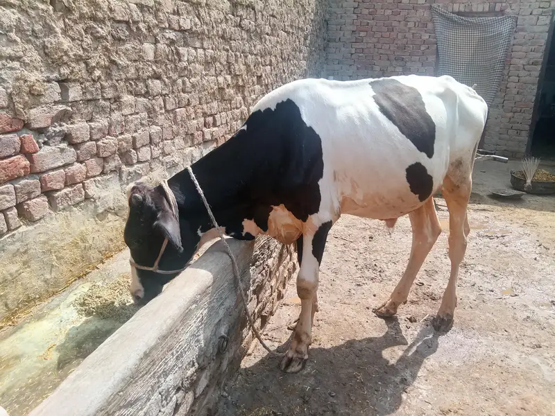 cow bachra & bhans for sale — photo 5