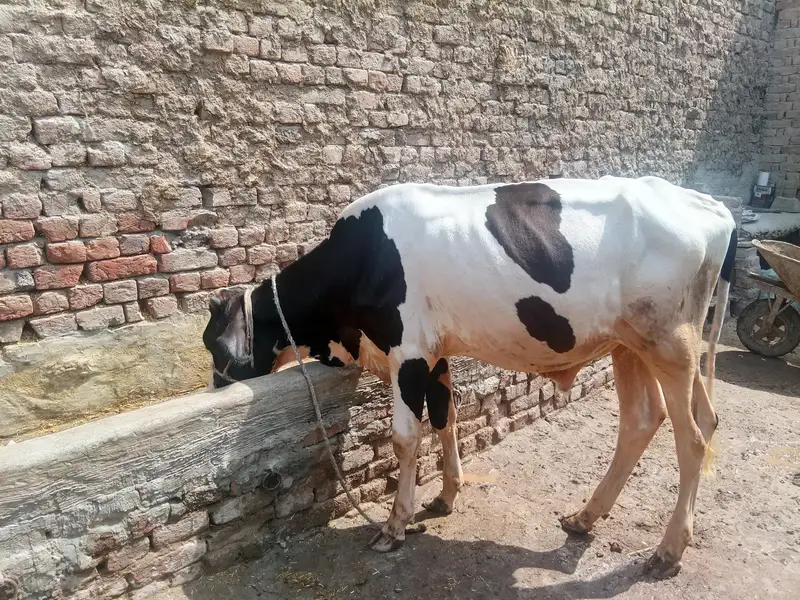 cow bachra & bhans for sale — photo 6