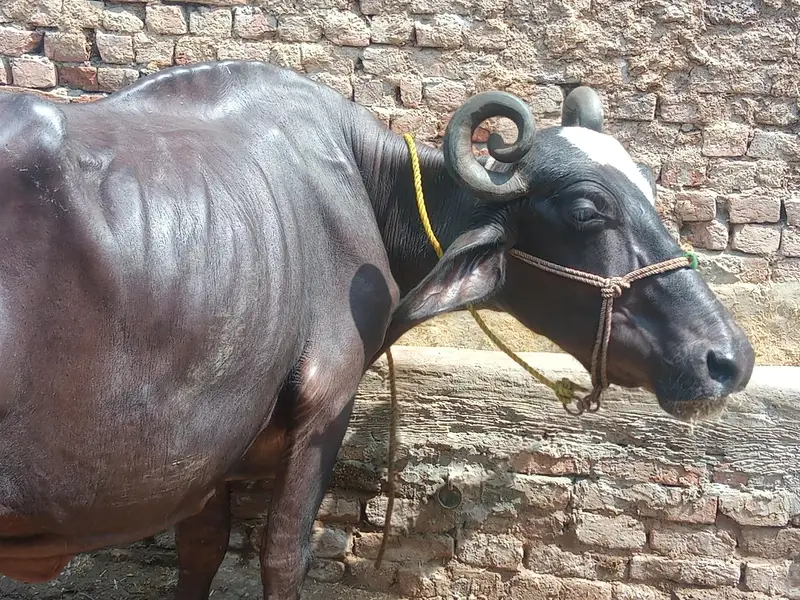 cow bachra & bhans for sale — photo 7