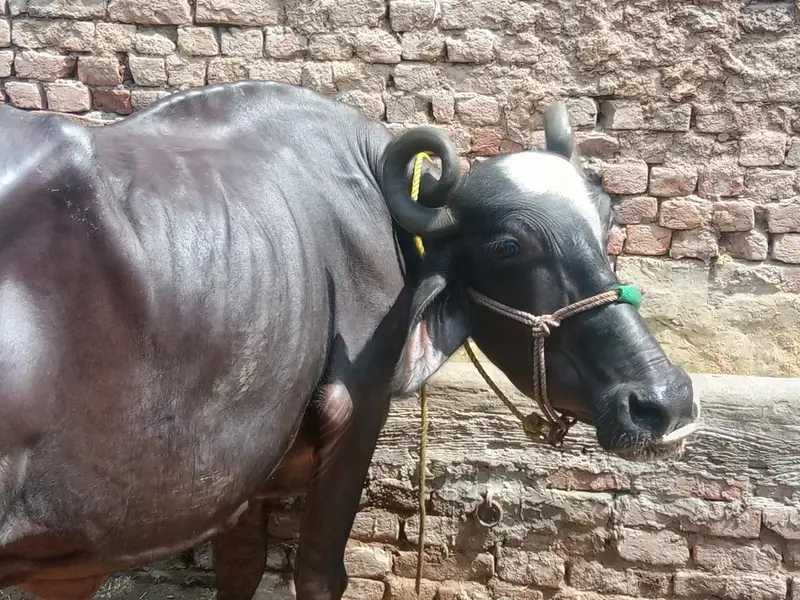 cow bachra & bhans for sale — photo 8