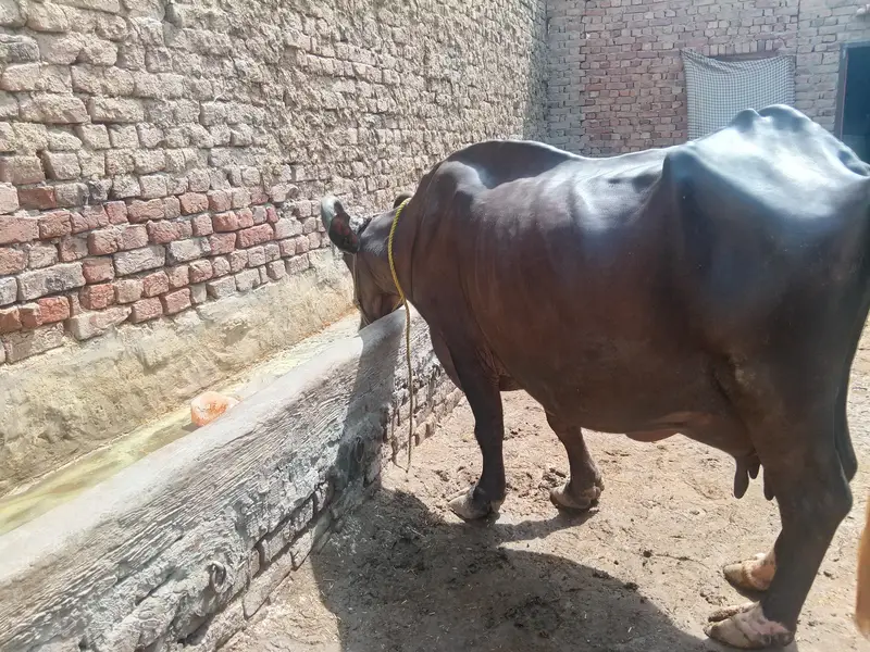 cow bachra & bhans for sale — photo 9