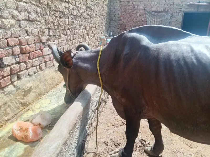 cow bachra & bhans for sale — photo 10