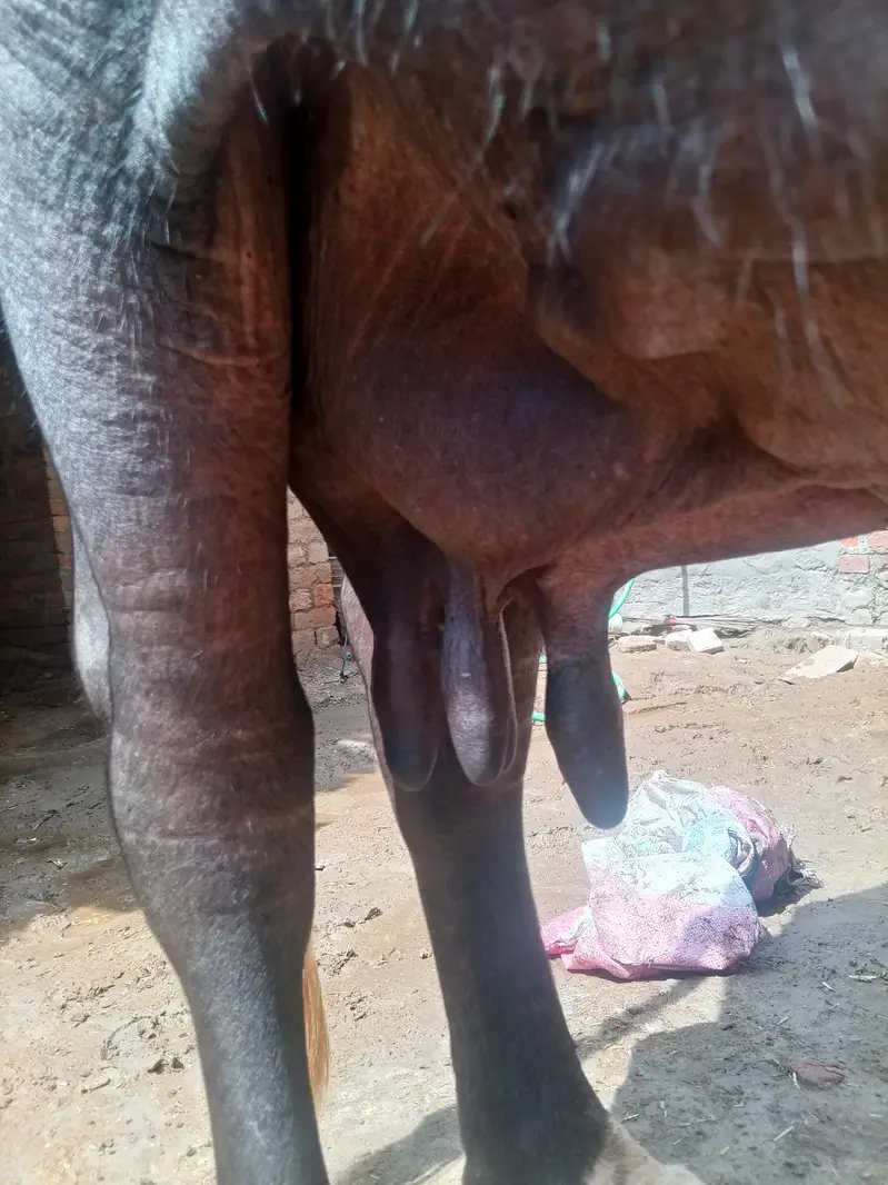 cow bachra & bhans for sale — photo 11